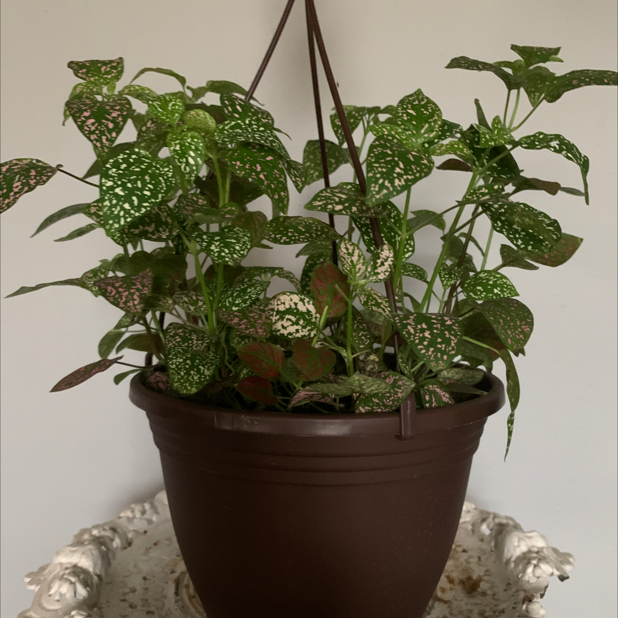 polka dot plant leaves turning brown