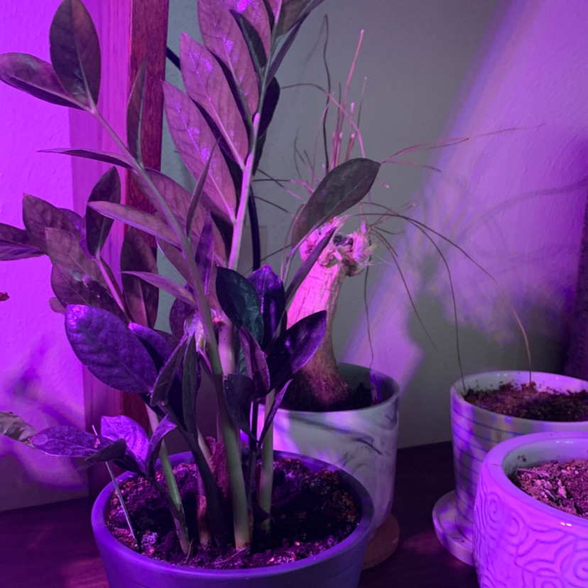 How To Prune Zz Plant