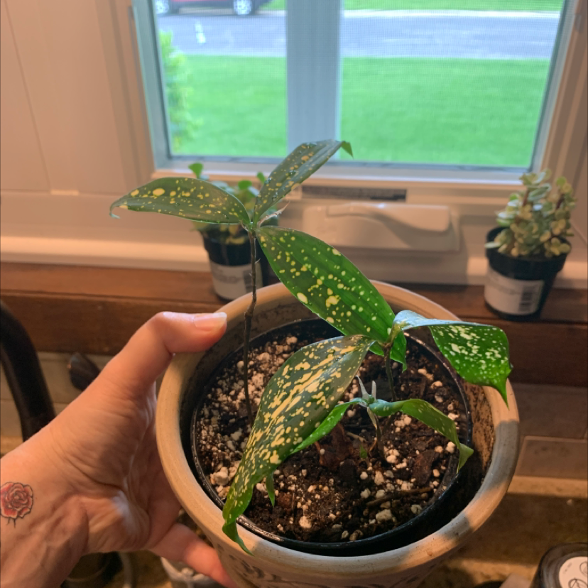 Healthy Gold Dust Dracaena plant with vibrant yellow and green spotted leaves, held up against a window to show variegation.