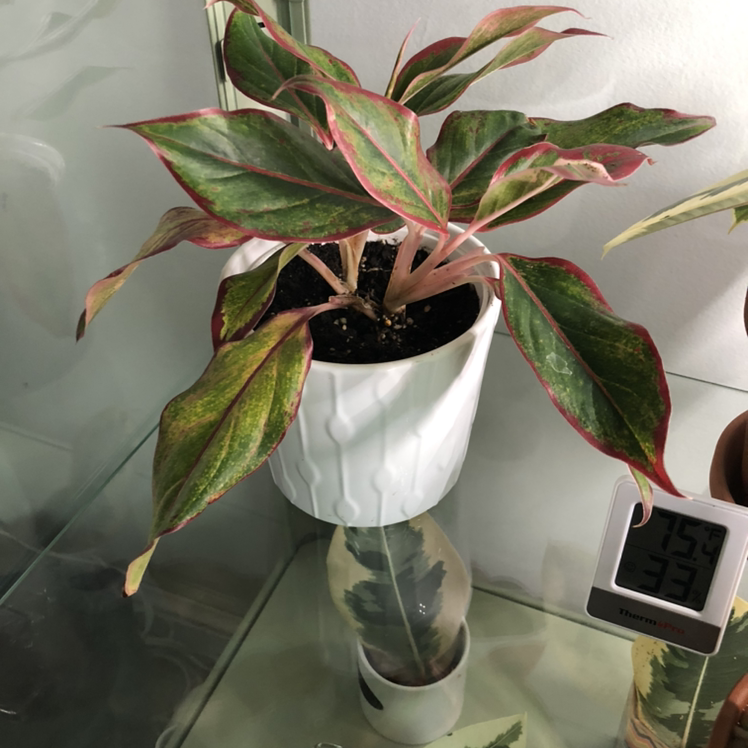 Chinese Evergreen plant photo by Arlene named Malcolm on Greg, the plant care app.
