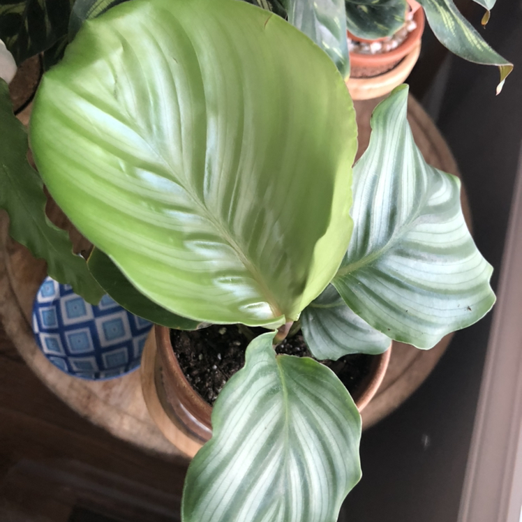 Calathea Orbifolia plant with broad, striped leaves in a pot. Soil is visible.