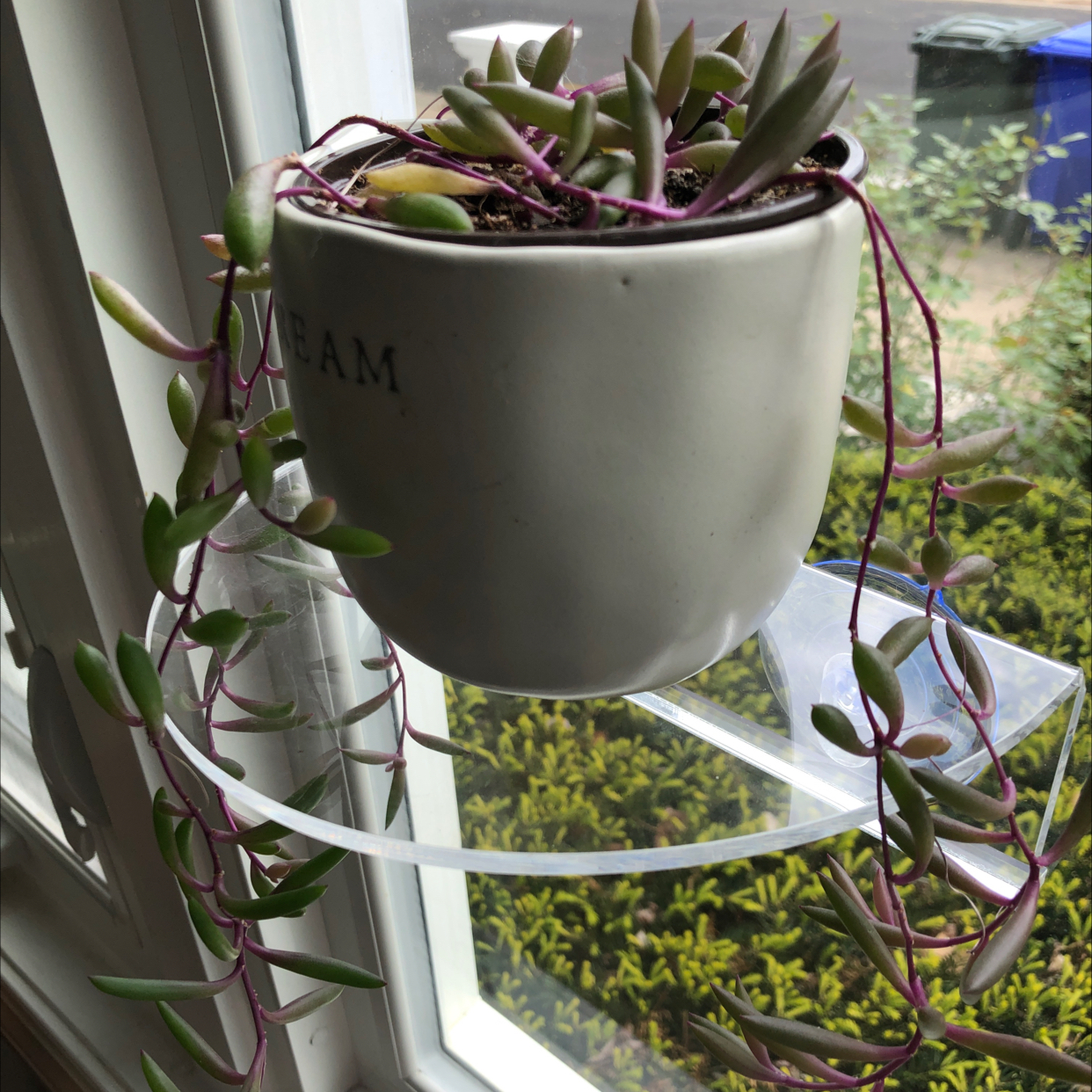 String of Pickles plant in a pot on a windowsill, healthy with visible soil.