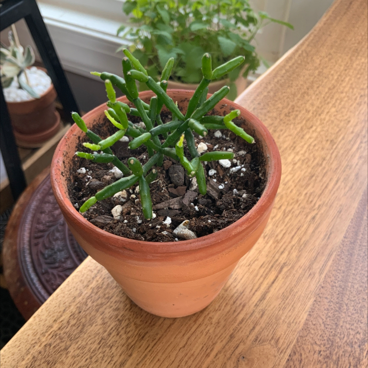 Potted Dancing Bones plant with green segmented stems in a terracotta pot on a wooden surface.