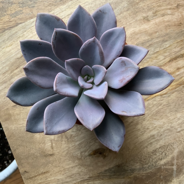 Top view of a healthy Graptoveria 'Debbie' succulent with purplish-gray leaves.