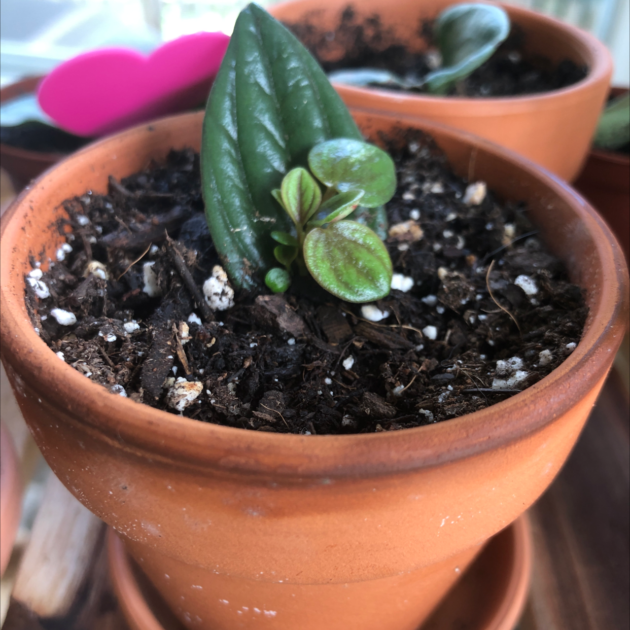 Peperomia 'Rosso' plant in a terracotta pot with healthy green leaves and visible soil.