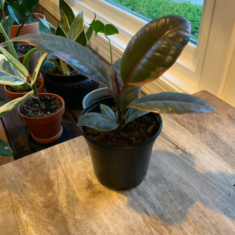 Variegated Rubber Tree Fertilizer How and When to Use It