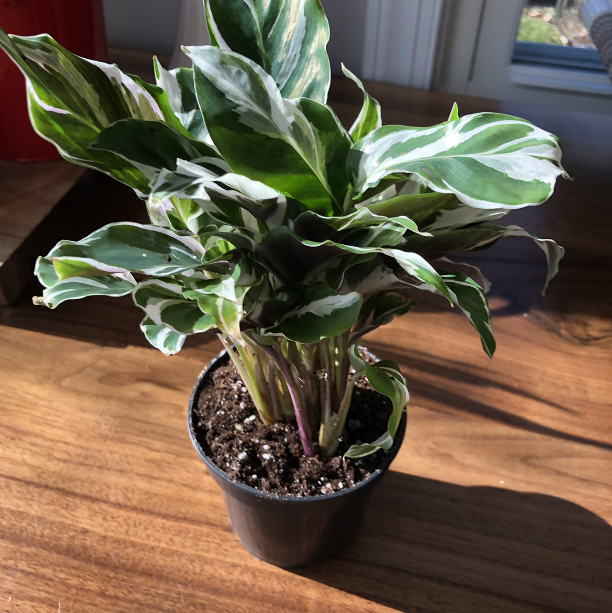 Calathea 'White Fusion' plant in a black pot with vibrant green and white variegated leaves.