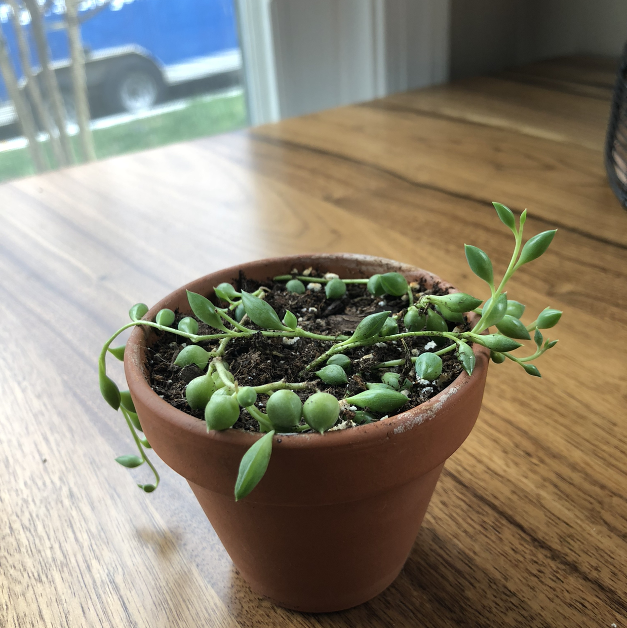 Potted String of Watermelons plant on a wooden table, healthy and well-framed.