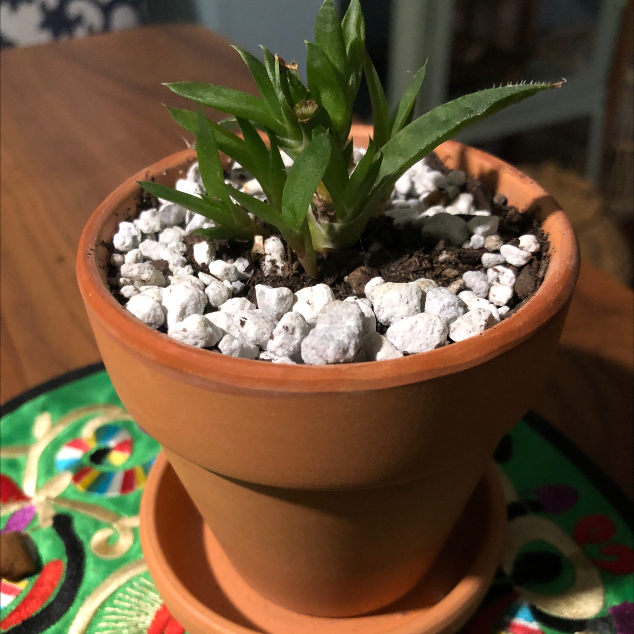 Potted Short-Leaved Aloe plant with green leaves and white pebbles in a terracotta pot.