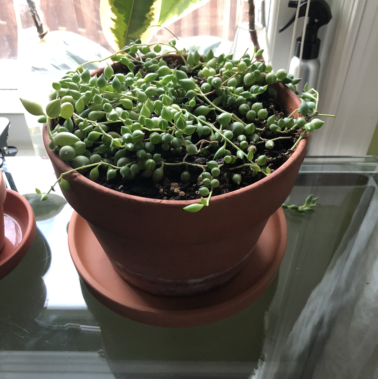 Potted String of Watermelons plant on a glass table with visible soil.