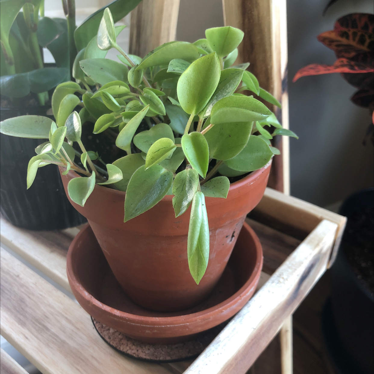 Teardrop Peperomia plant in a terracotta pot on a wooden surface.