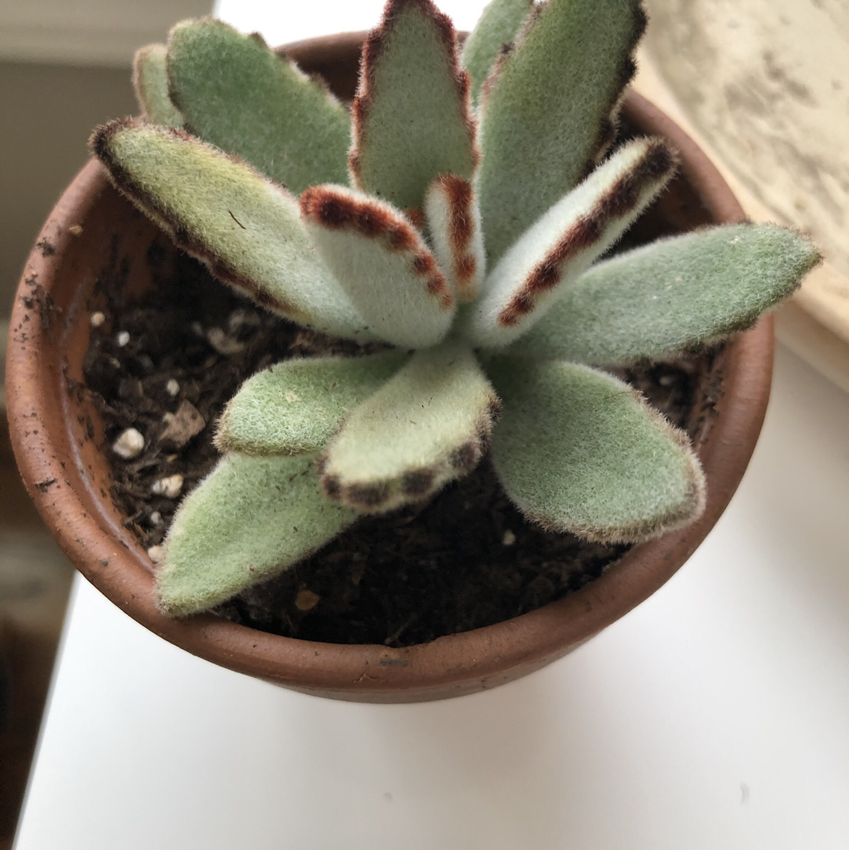 Panda Plant plant photo by Arlene named Bessie Smith on Greg, the plant care app.