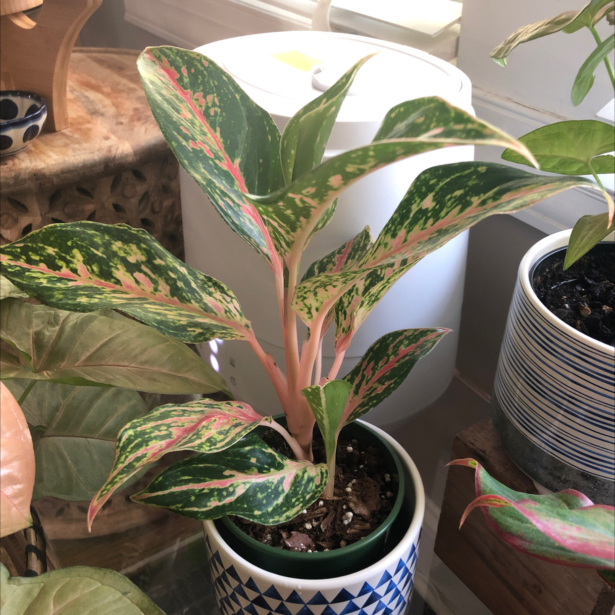 Aglaonema 'Sparkling Sarah' plant with vibrant variegated leaves in a decorative pot.