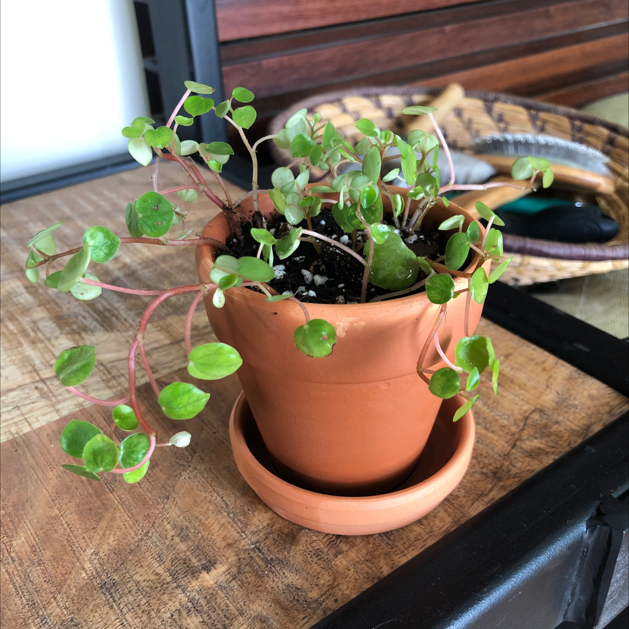 A healthy Vining Peperomia plant in a terracotta pot with round, variegated green leaves.