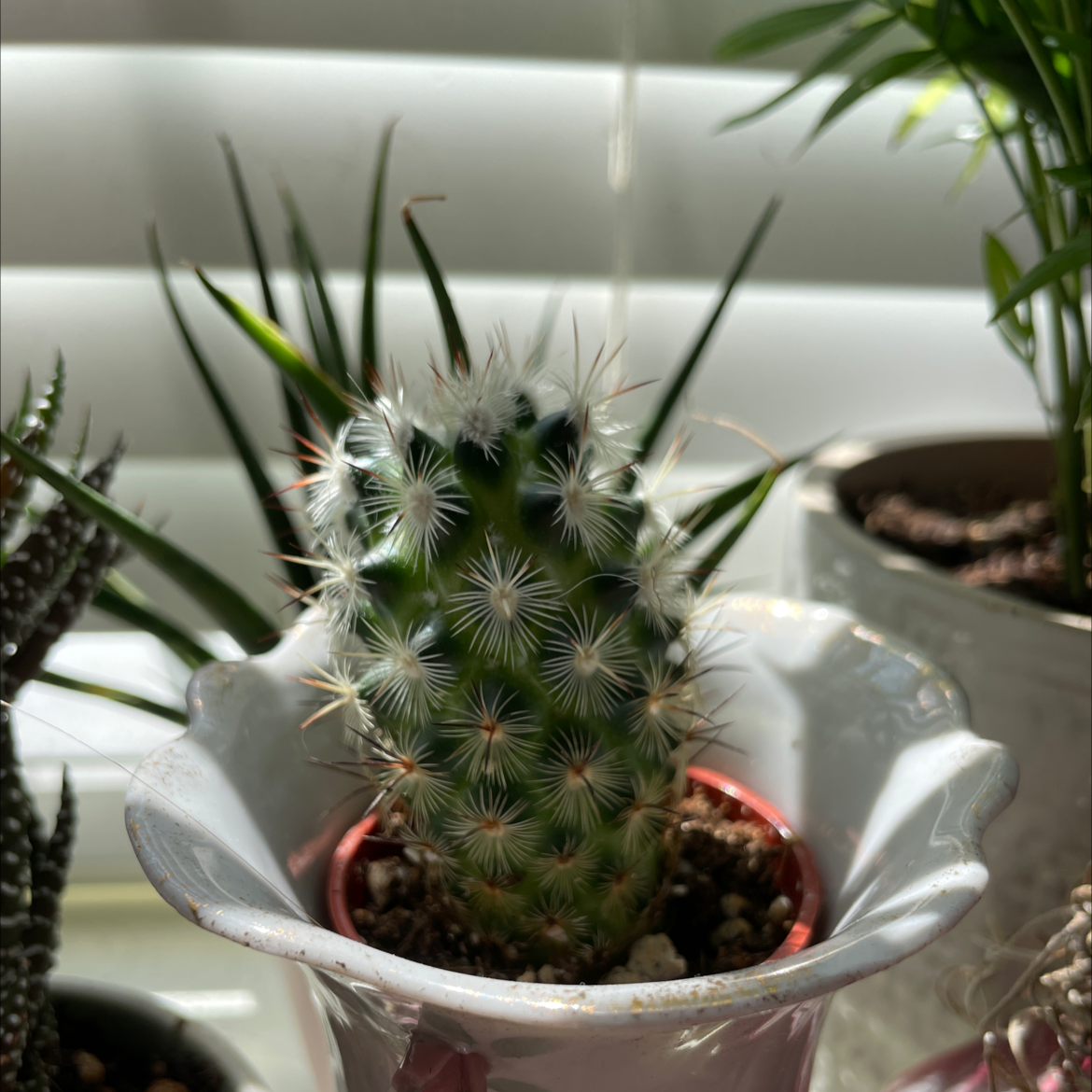Photo of the plant species Scheer's Fishhook Cactus by @Mr.Mothie named Artemis on Greg, the plant care app