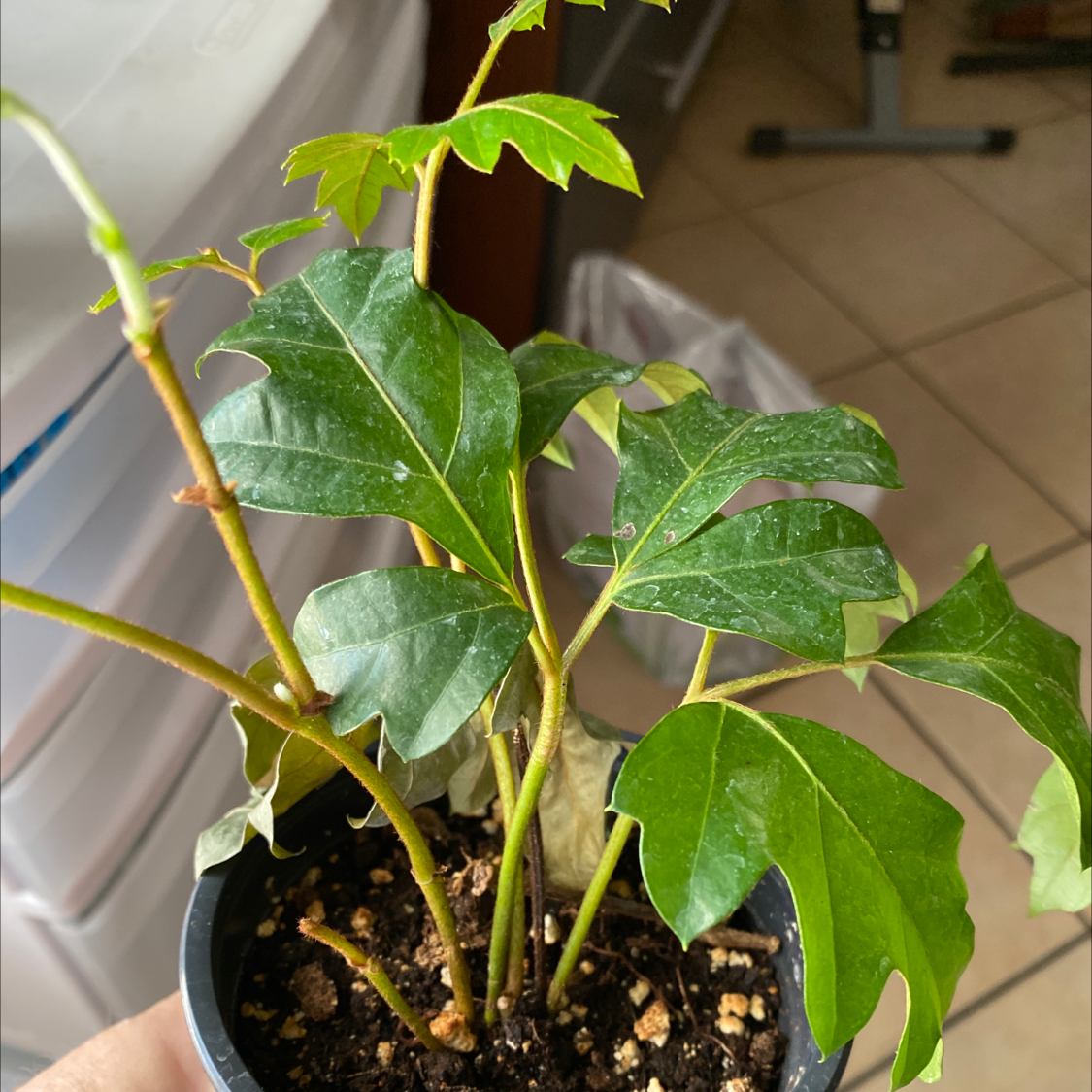 Healthy, thriving grape ivy plant with lush green lobed leaves, growing in a plastic pot with visible soil.