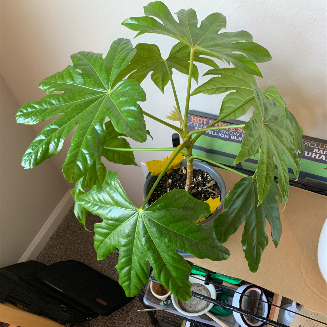Fatsia plant with large, glossy green leaves in a pot with visible soil.