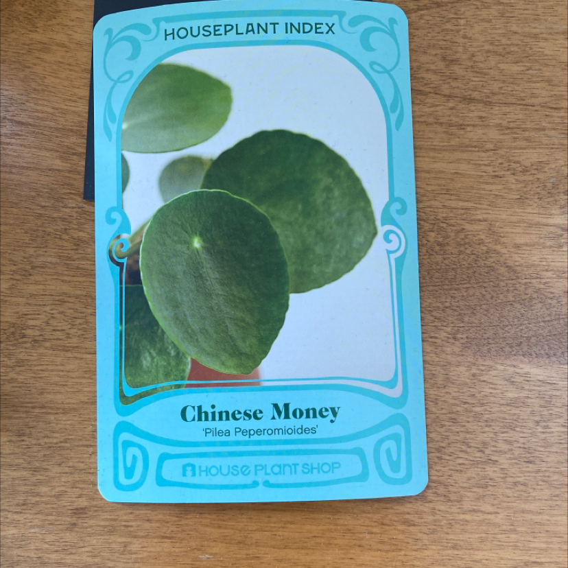 Your plant