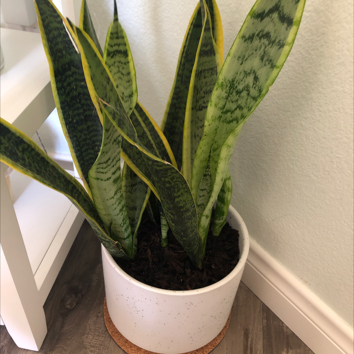 Snake Plant plant photo by Addison named Samuel on Greg, the plant care app.