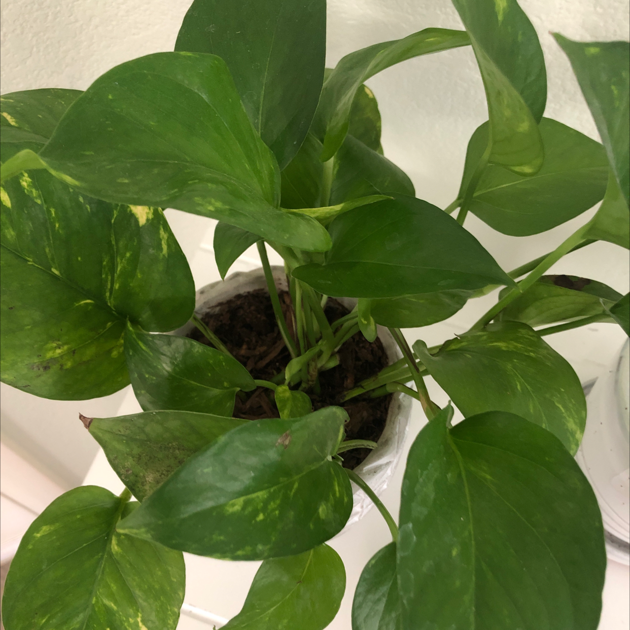 Taro Vine plant photo by Addison named Jerry on Greg, the plant care app.