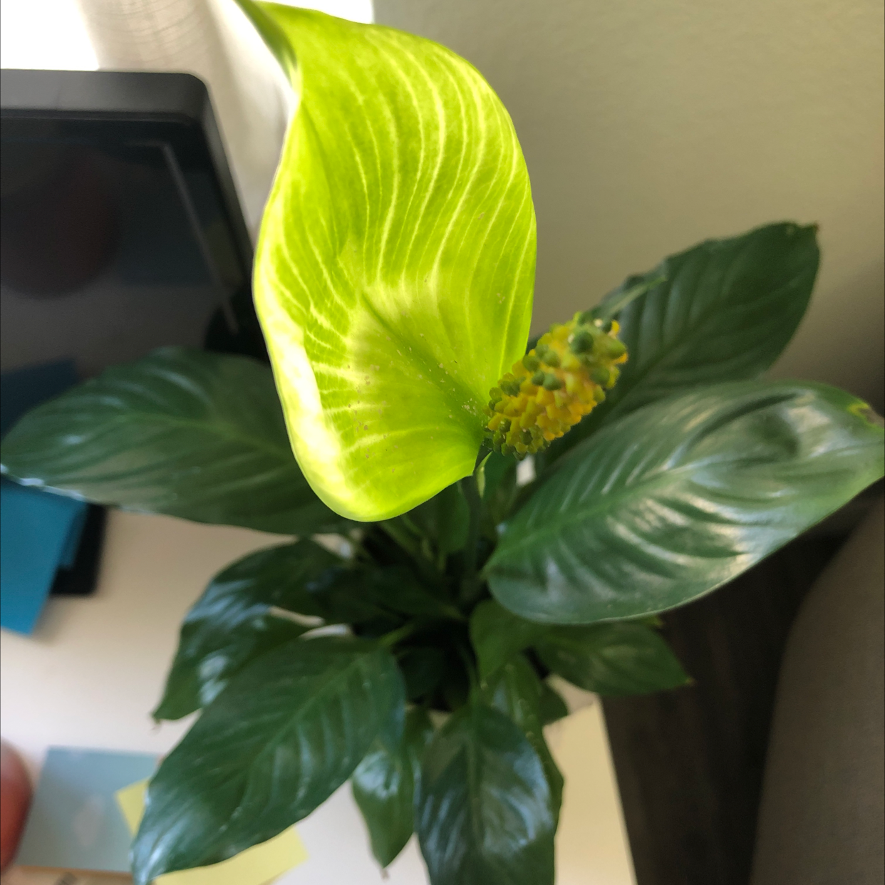 Peace Lily plant photo by Addison named Lily on Greg, the plant care app.
