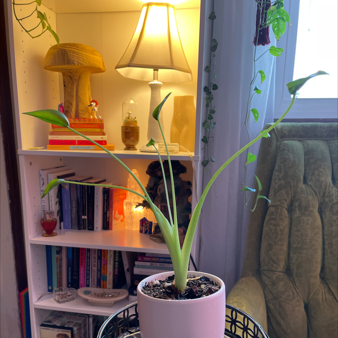 Indoor potted Tiny Dancer plant with green leaves, placed on a table.