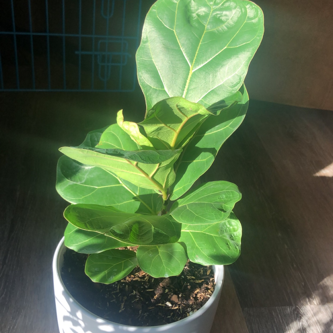 Fiddle Leaf Fig plant photo by @Lillianav9 named Winston on Greg, the plant care app.