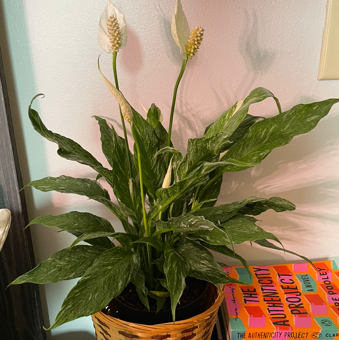 Propagating My Variegated Peace Lily StepbyStep Guide