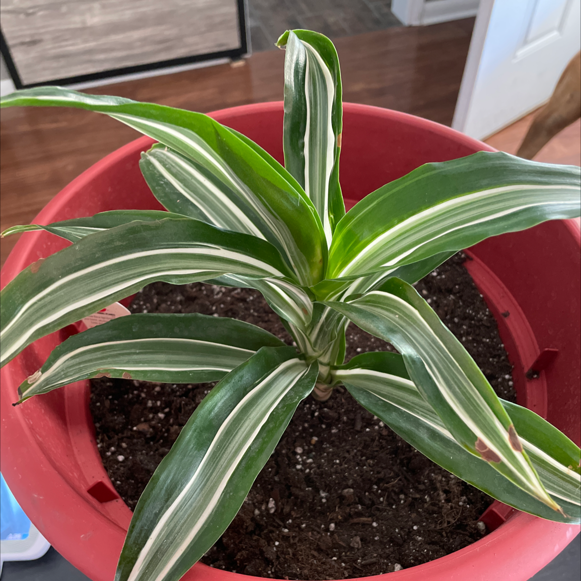 White Jewel Dracaena plant in a red pot with visible soil and healthy green leaves with white stripes.
