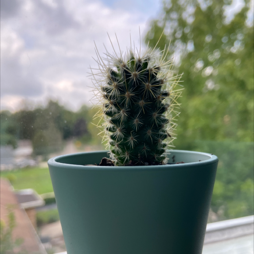 Texas Rainbow Cactus in a green pot with a blurred background.