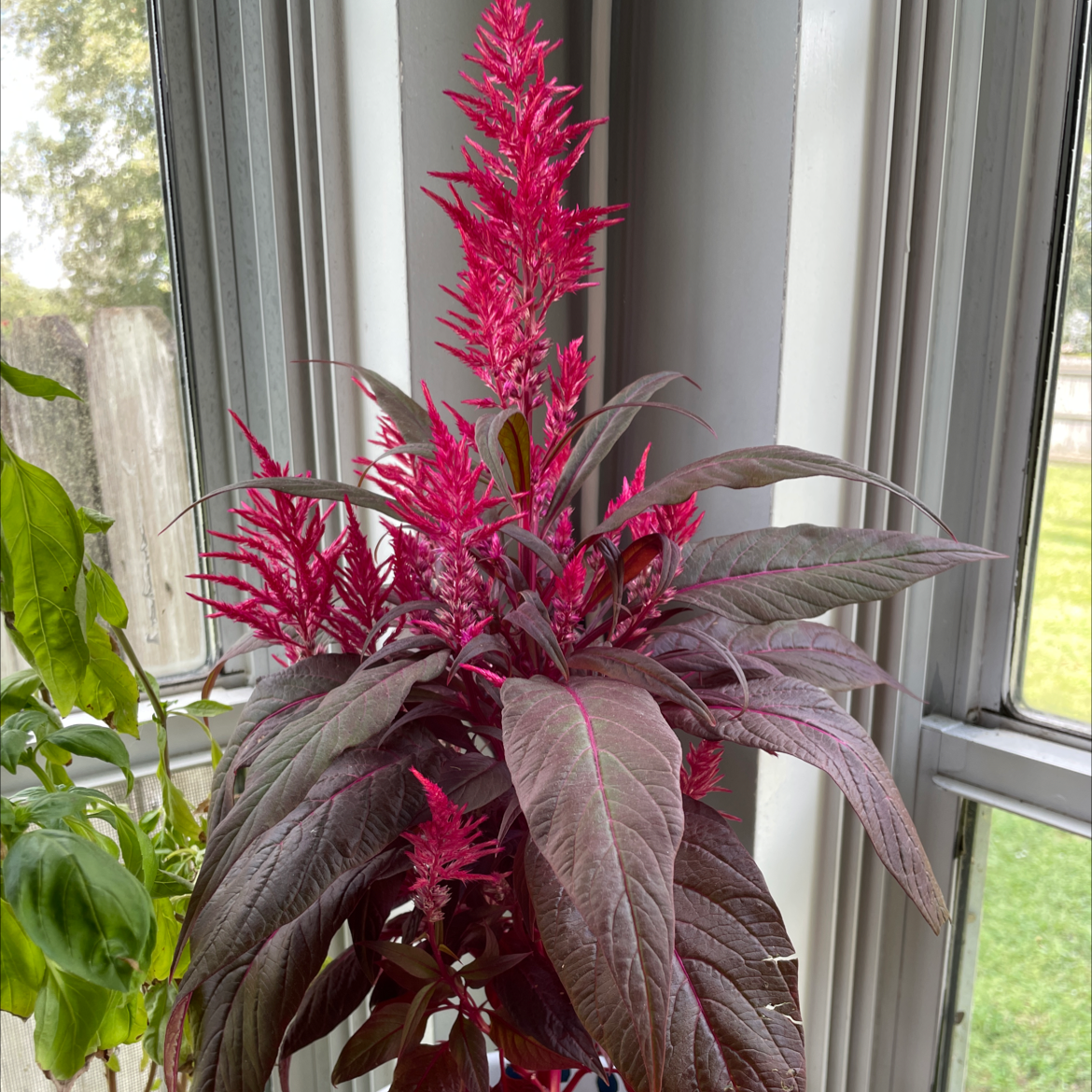 Mexican Grain Amaranth with vibrant red flowers and dark leaves near a window.