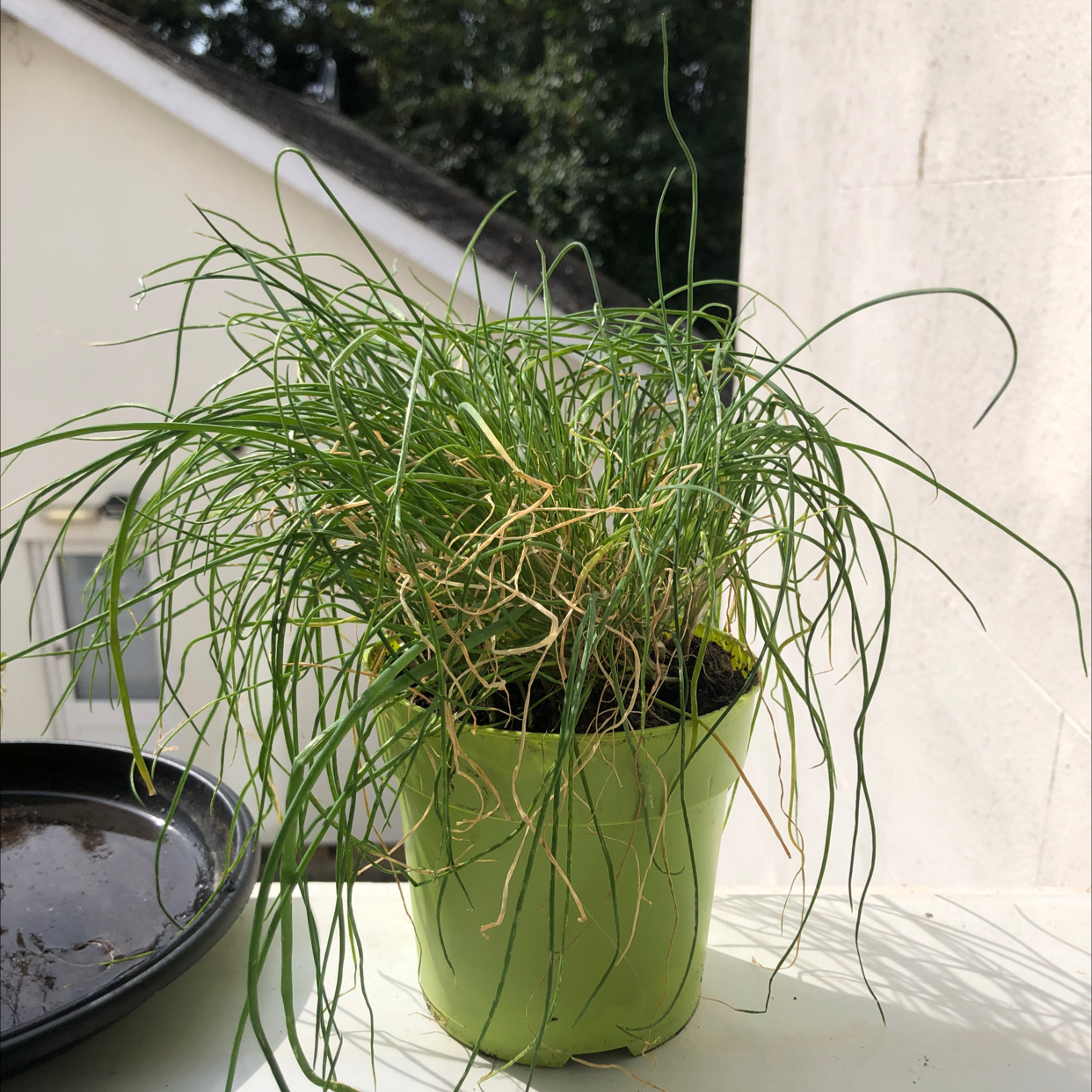 Photo of the plant species Wild Chives by @Shannonoboy named Chives on Greg, the plant care app
