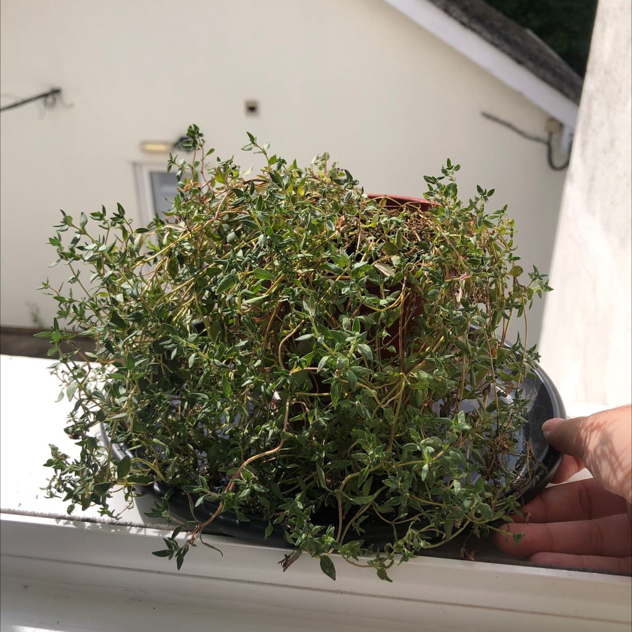 Photo of the plant species Common Thyme by @Shannonoboy named Thyme on Greg, the plant care app