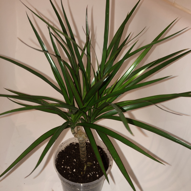 Dracaena 'Ray of Sunshine' plant in a pot with visible soil, healthy green leaves.