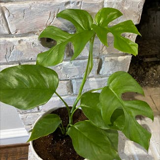 Mini Monstera plant in Grapevine, Texas