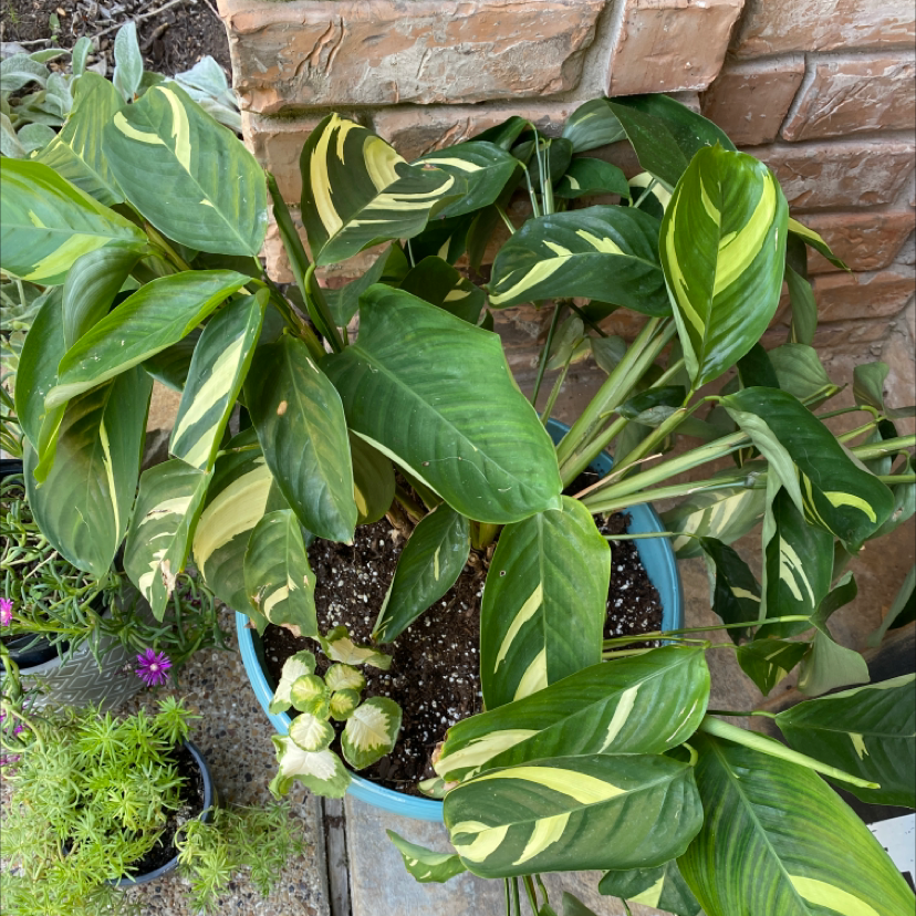 Arrowhead Plant plant photo by Meagan named A-aron on Greg, the plant care app.