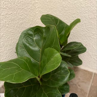 Fiddle Leaf Fig plant in Grapevine, Texas