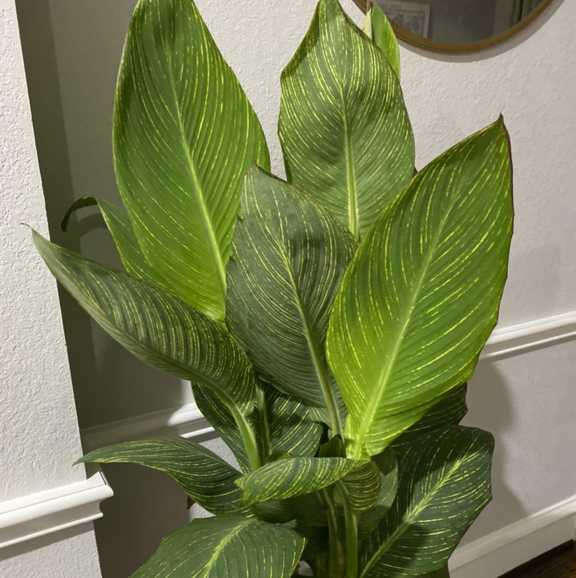 Canna Lily plant photo by Meagan named Bangels on Greg, the plant care app.