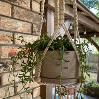 String of Dolphins plant in Grapevine, Texas