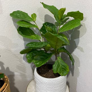 Fiddle Leaf Fig plant in Grapevine, Texas