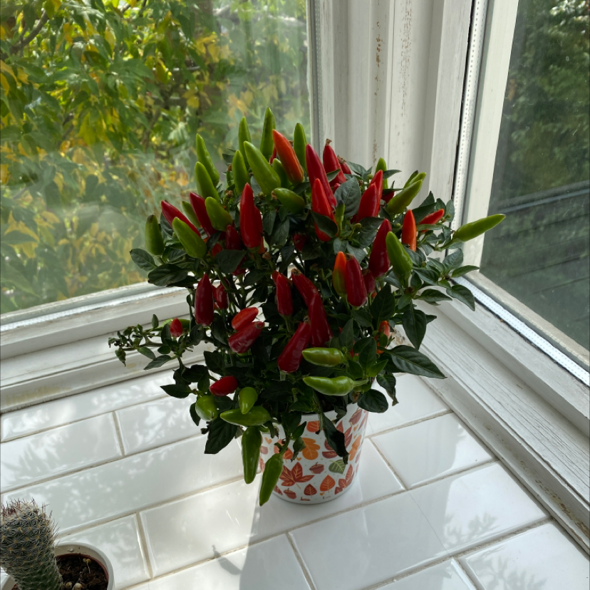 Ornamental Pepper plant with red and green peppers on a white tiled surface near a window.