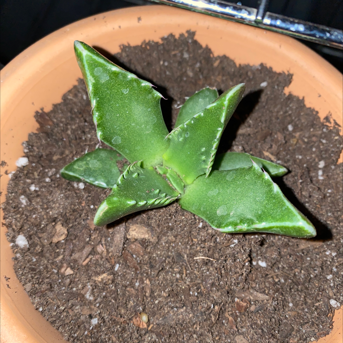 Tiger's Jaw plant in a terracotta pot with visible soil, appears healthy.