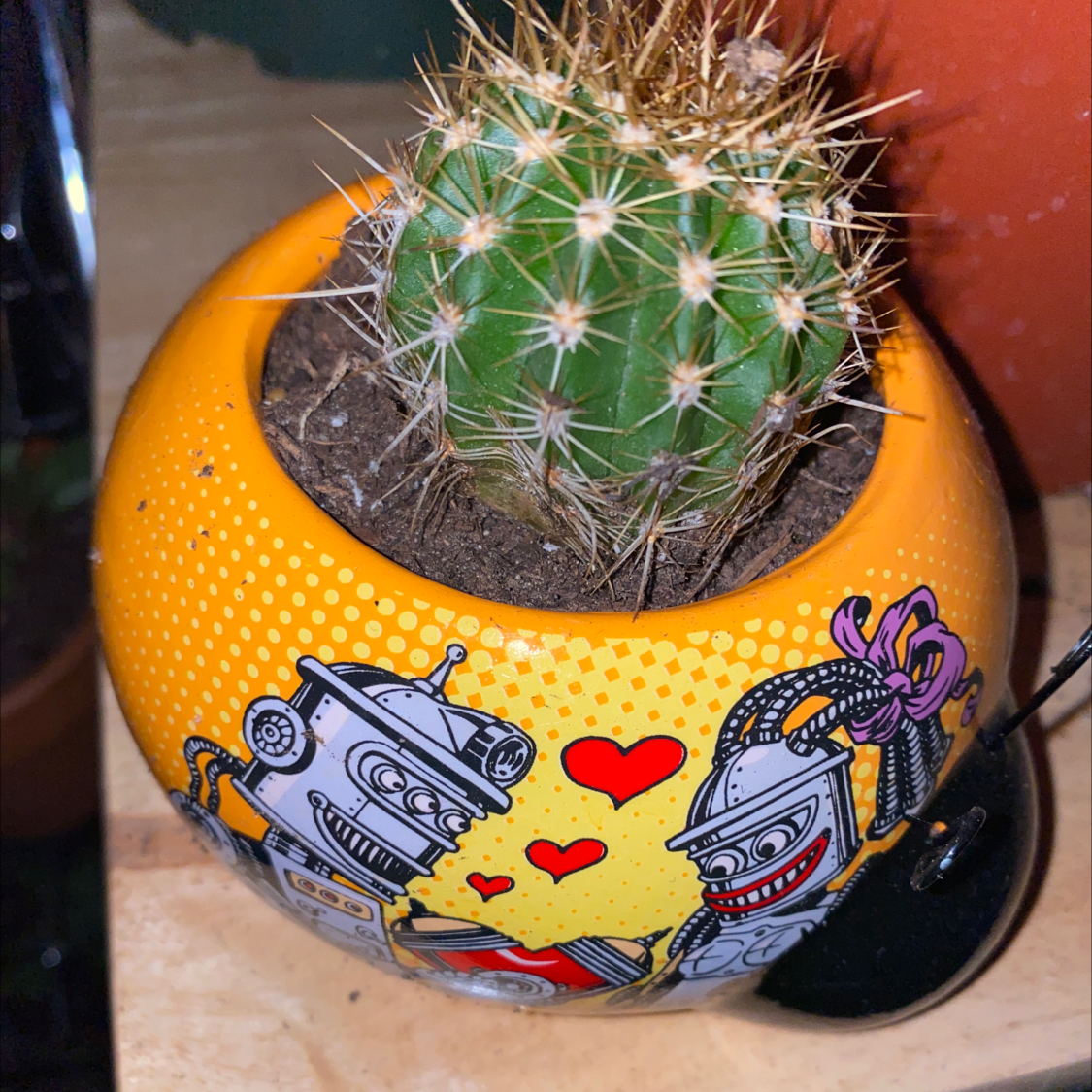 Photo of the plant species Pincushion Cactus by Saul named Your plant on Greg, the plant care app