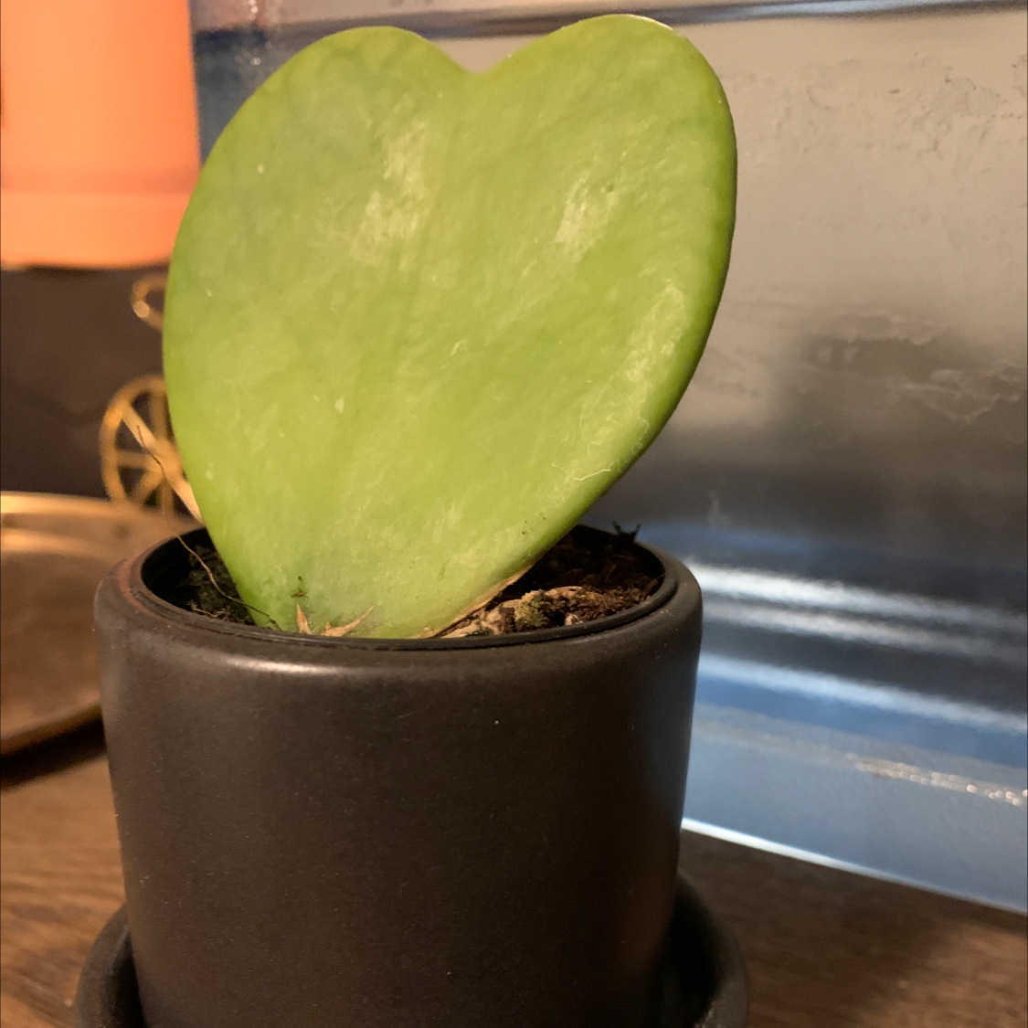 Sweetheart Hoya plant photo by @jaejeb named Hoya on Greg, the plant care app.