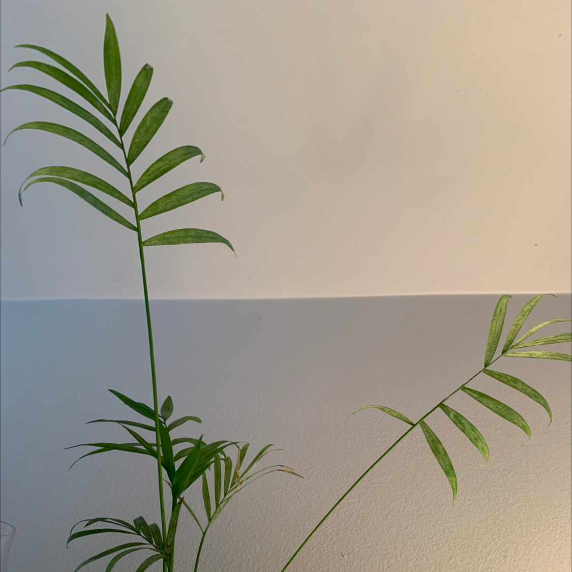 Parlour Palm plant photo by @jaejeb named Parlor Palm on Greg, the plant care app.