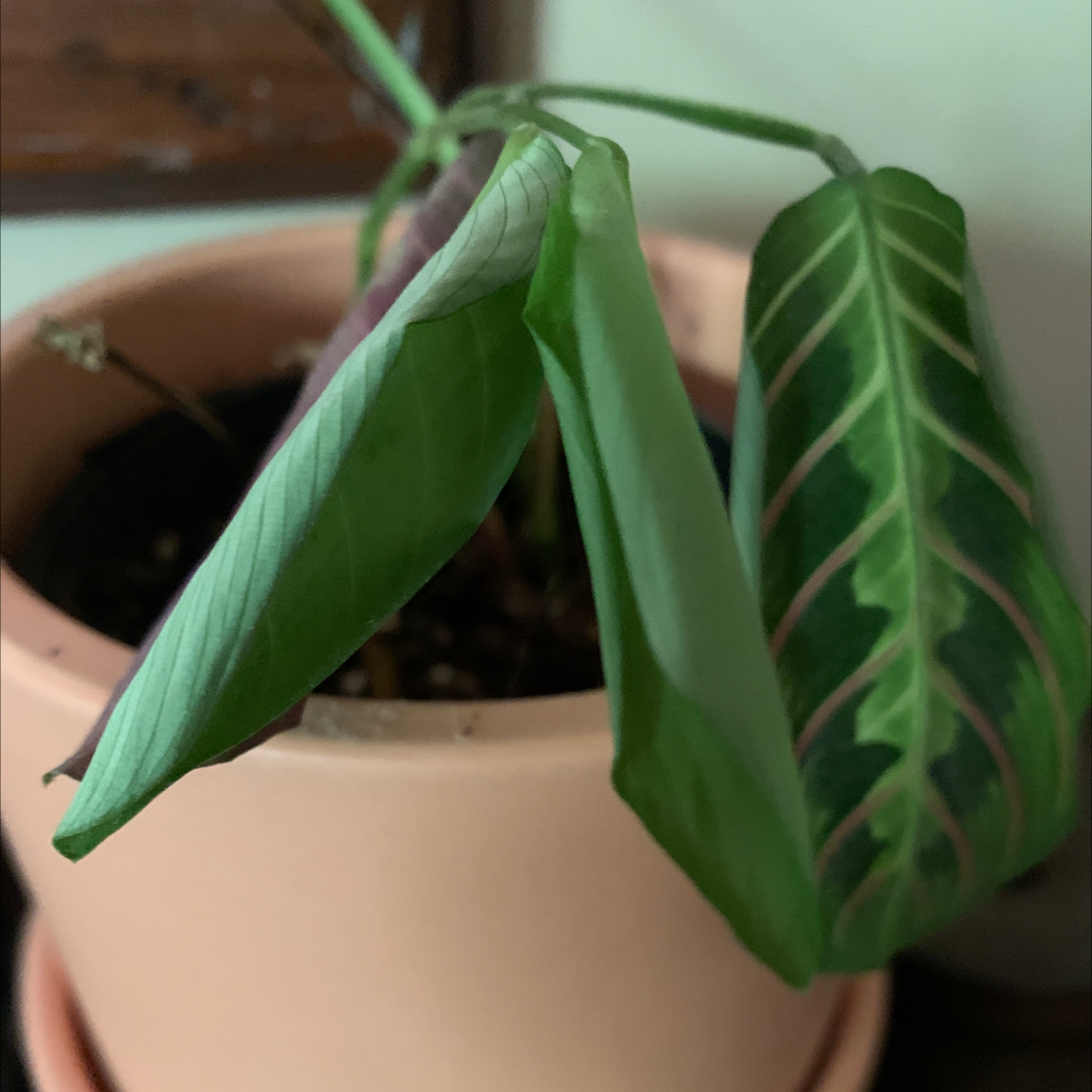 Green Prayer Plant plant photo by @jaejeb named Marantha on Greg, the plant care app.