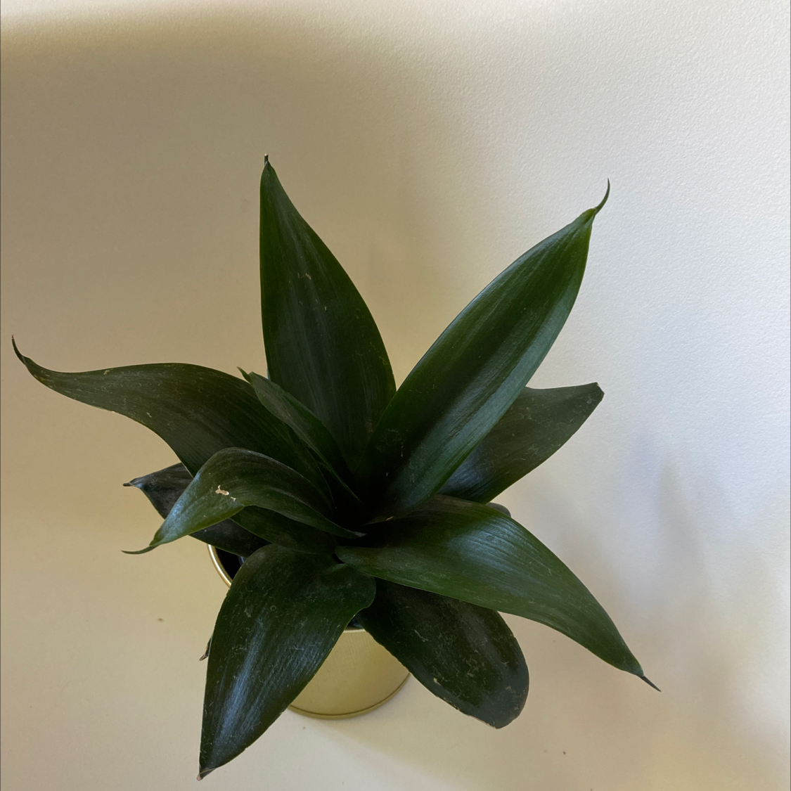Golden Flame Snake Plant with dark green leaves, well-framed and centered.