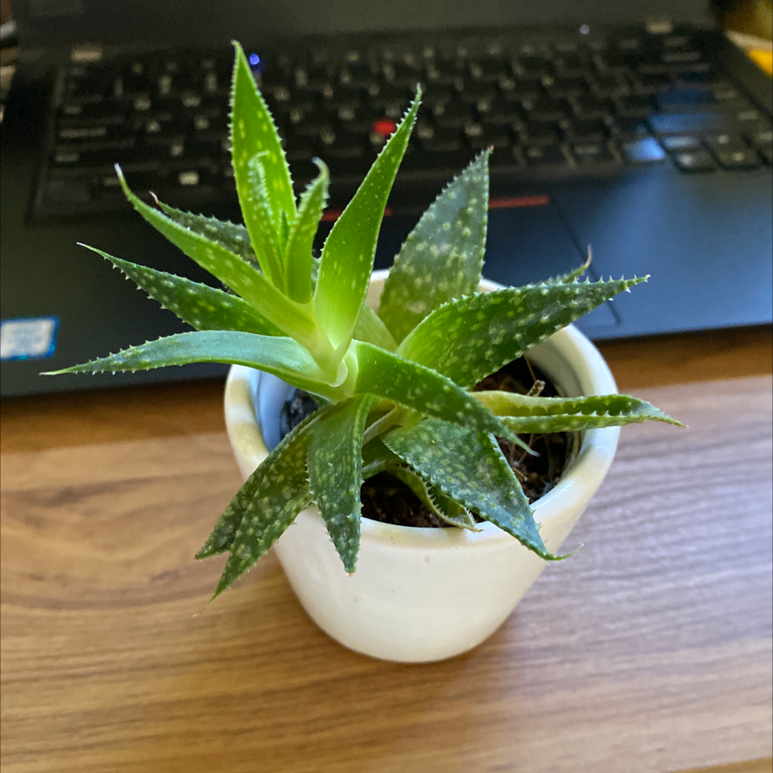 Aloe Aristata plant photo by Punkyspice named Stevie on Greg, the plant care app.