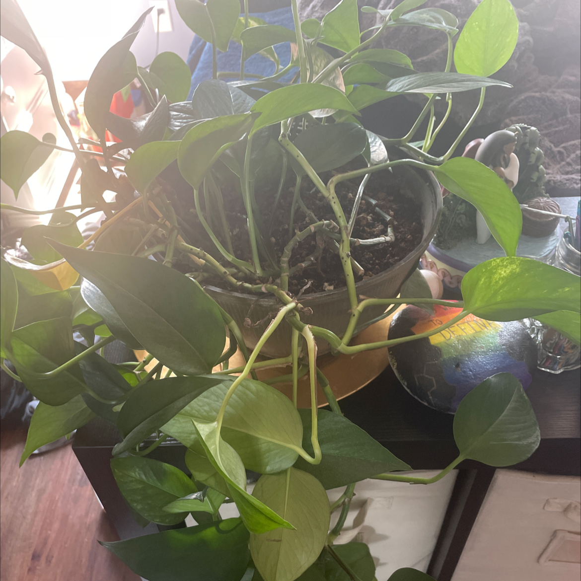 Taro Vine plant photo by @MrWind named Apollo on Greg, the plant care app.