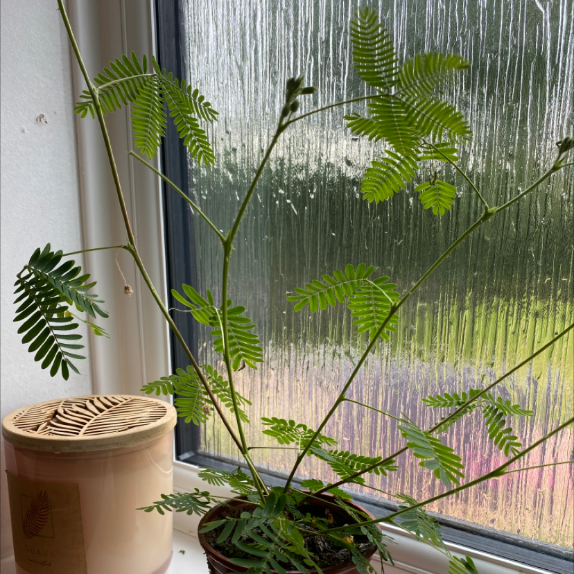 Silk Tree plant on a windowsill with healthy green leaves and visible soil.